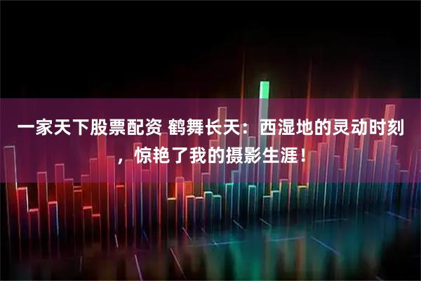 一家天下股票配资 鹤舞长天：西湿地的灵动时刻，惊艳了我的摄影生涯！